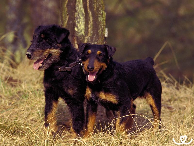 Nemecky-lovecky-terier (4)